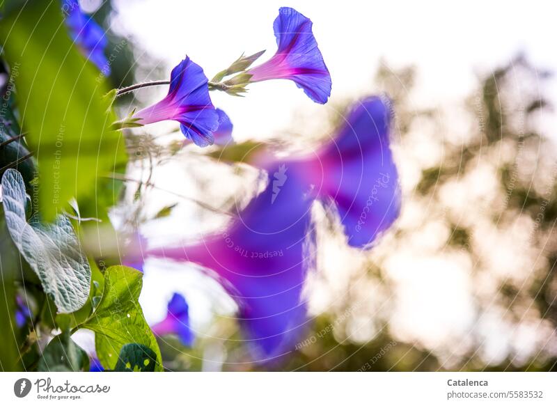 Hilfreich |  hübsche Blumen als Stimmungsheber Natur Flora Pflanze Kletterpflanze Blüte Prunkwinde Windengewächse Blaue Prunkwinde blühen verblühen Grün Tag