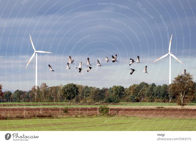 Herbstzeit | fliegende Kraniche zwischen zwei Windrädern Vögel Zugvögel Vogelzug Windkraftanlagen Feld Wiese Baum Strauch Himmel Wolken Zugvogel Vogelflug