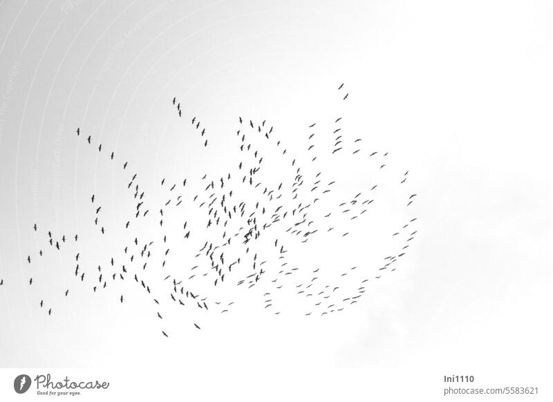 Leitvogel gesucht Vögel Zugvögel Kraniche Kranichzug Vögelschwärme Schwarm Aufeinandertreffen Kreisel sammeln Flugmanöver Koordination Orientierung zusammentun