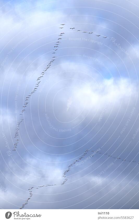 Naturschauspiel Zug der Kraniche Herbst Himmel Wolken Vögel Gruppen Tiere Aufbruch Kranichzug Zugvögel Zugroute Zugweg Formationsflug V-förmig Ketten