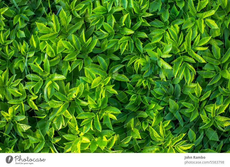Gierschblätter im Hintergrund mit selektivem Fokus Kraut grün Blatt Pflanze Boden Unkraut Natur Gicht Laubwerk Garten wild Frühling Wald organisch Lebensmittel