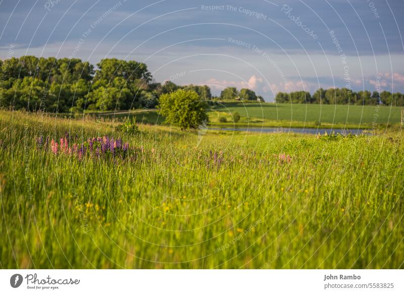 Lupine in Gras selektiver Fokus Landschaft Blume Natur Sommer Hintergrund im Freien purpur grün blau Frühling Blüte wild geblümt Lupinus Feld Pflanze Wiese