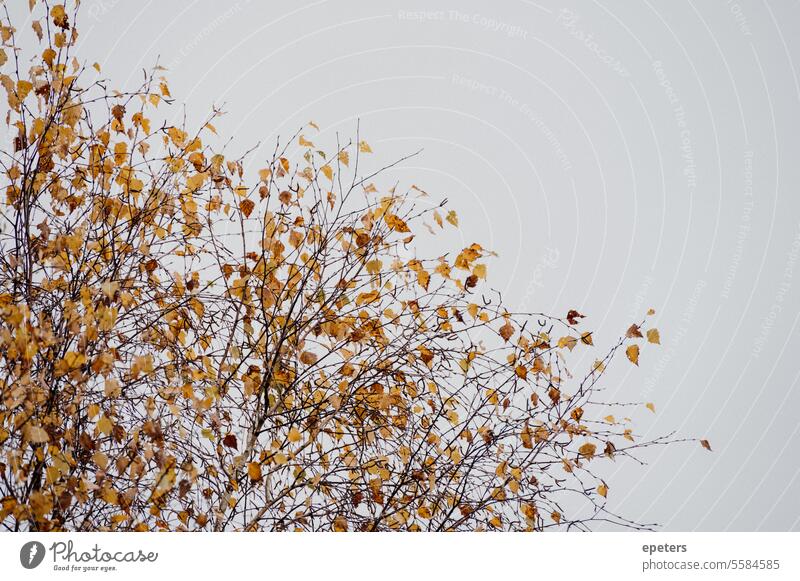 Birkenzweige vor grauem Himmel im Herbst in einem Moor Betula herbstlich Herbstlaub Herbstblätter zart Herbstfärbung Natur Blatt gelb Baum Herbstbeginn