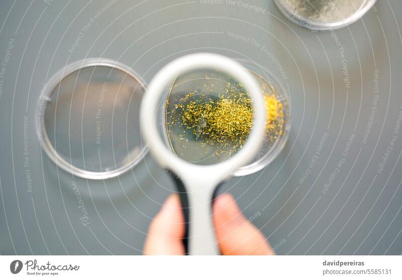Weibliche Wissenschaftlerin hält ein Vergrößerungsglas in der Hand, um eine goldene Glitzerprobe in einer Petrischale im Labor zu analysieren Frau vergrößernd
