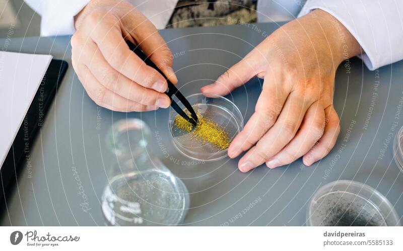 Eine Chemikerin untersucht mit einer Pinzette eine goldene Glitzerprobe in einer Petrischale im Labor abschließen unkenntlich Frau Techniker Hände Untersuchen