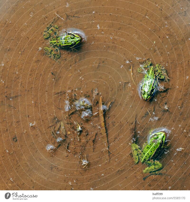 Frösche im Tümpel von Oben Frosch Teichfrosch grün Kröte Glubschauge Froschlurche Biotop braun natürlich Wildtier Wasserfrosch Gartenteich Auge Quaken