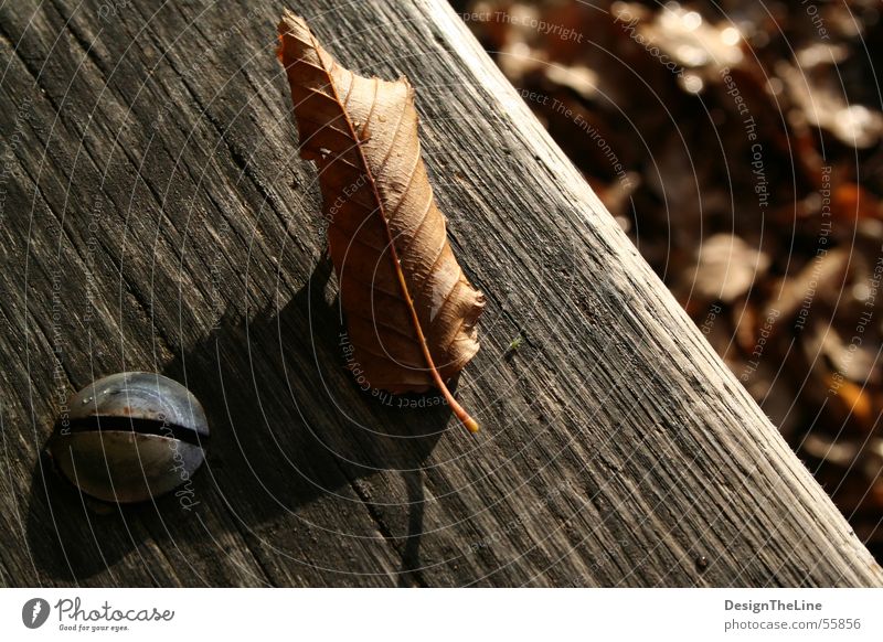 Schraube - Blatt ( -Laus ) Herbst Holz Ordnung alt Holzbank Wassertropfen trocken Blattläuse klein grün Insekt dreckig deckend Unschärfe Makroaufnahme Bank