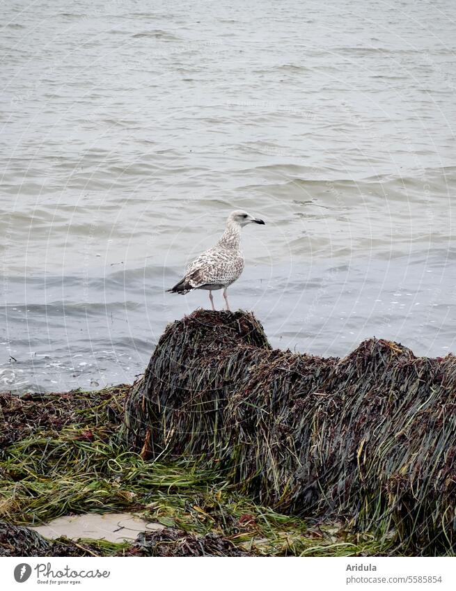 Junge Silbermöve an der Ostsee Flügel Feder Schnabel sitzen Wasser Natur Strand Meer Küste Tier Vogel Silbermöwe Möwe Gräser