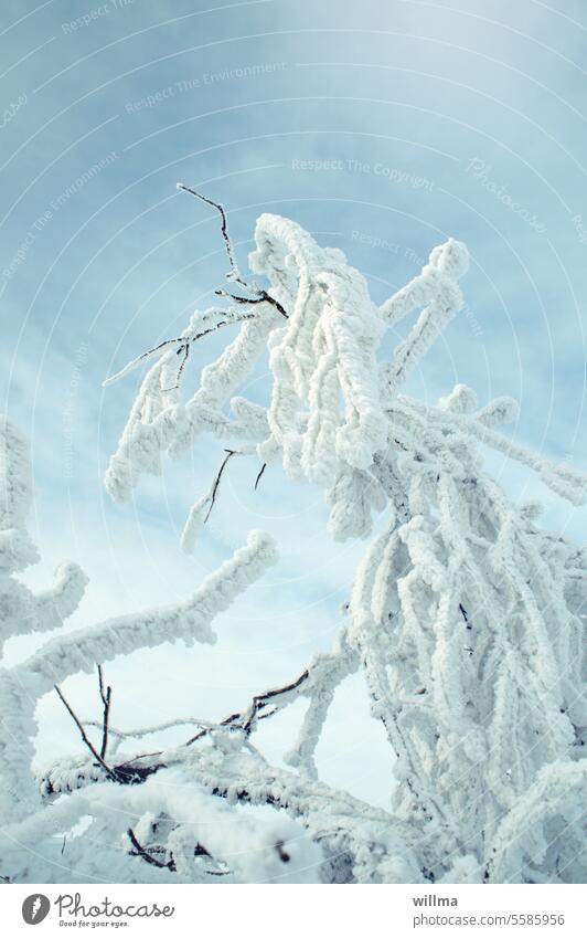 Frost kommt ins Land - winterlich verschneiter Baum, der Schnee ist zu Eis gefroren Winter Ast Reif kalt Winterstimmung Wintertag schneebedeckt