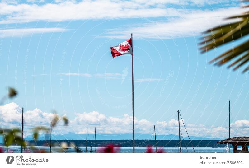 kanadaliebe windig wehen kanadische flagge Kanadier rot Ahornblatt Fahne nationalbewusstsein Nationalität Nationalflagge Flagge Himmel Fernweh Nordamerika