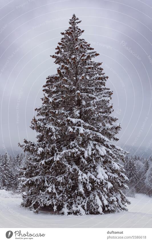 Schneebedeckte Tannenbaum in winterlicher Landschaft Winter Berge Wald Natur Berge u. Gebirge Himmel Gipfel Alpen kalt Menschenleer Umwelt Frost klar Felsen