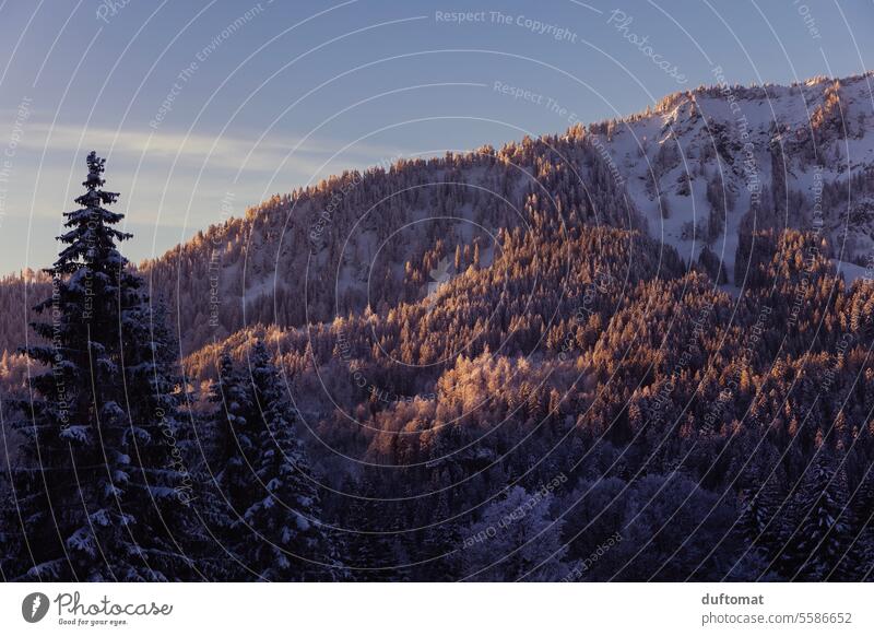 Winterliche Landschaft mit bewaldeten Bergen bei Sonnenaufgang Wald Natur Berge u. Gebirge Himmel Schnee Gipfel Alpen kalt Menschenleer Schönes Wetter Umwelt