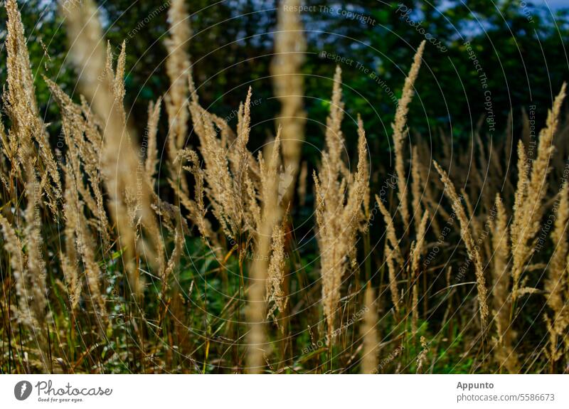 Helle Grasähren wiegen sich im Wind vor einem verschwommenem Hintergrund von dunkelgrünem Blattwerk Gräser Ähren hell beige Natur natürlich Spätsommer
