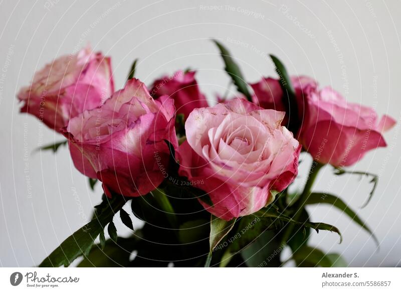 Ein Strauß rosa Rosen Blumen Blumenstrauß Rosenblüte Rosenblüten Romantik Dekoration & Verzierung Blüte Geschenk romantisch Rosenstrauß