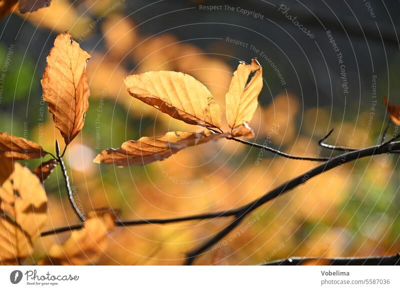 Buchenblaetter im Herbst buche herbst buchenzweig baum ast blatt blätter natur wald forst jahreszeit jahreszeiten bunt orange braun herbstfarbe herbstfarben