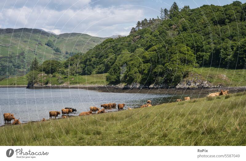 Eine Herde Hochlandrinder am schottischen Strand. Landschaft Küste highlands Schottland scotland Steilküste England landscape Meer Nordsee Naturschutzgebiet