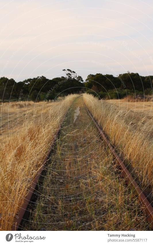 Überwucherte Eisenbahnschienen Gleise Eisenbahnlinie Schienen grasbewachsen Bäume am Horizont Dämmerungshimmel Spuren Verkehr Bahnfahren