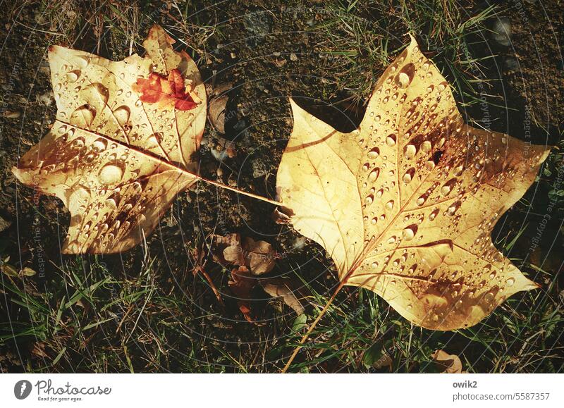 Gemeinschaftsdusche Blätter 2 zwei Paar unten Wiese Herbst Herbstlaub Laubfärbung gefallen Natur Farbfoto Vergänglichkeit Außenaufnahme herbstlaub Blatt