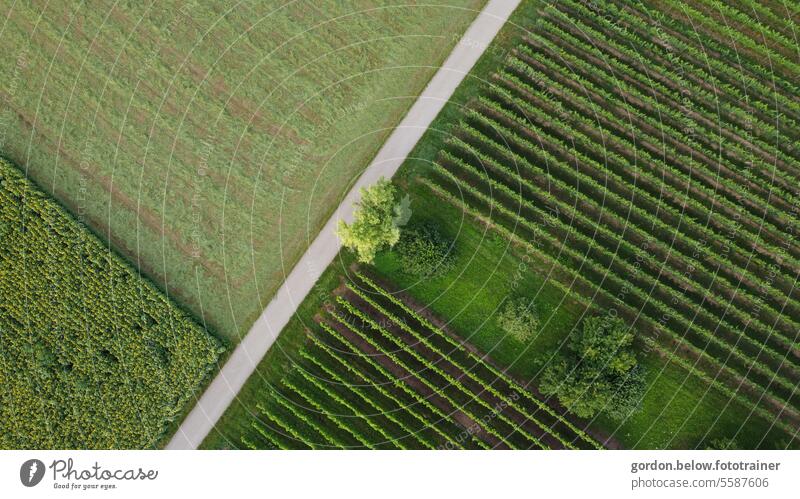 Drohnenlandschaftsbild Natur Nahaufnahme Strasse in der Mitte des Bildes Rechts Wein mit 2 Laubbäumen links offene Flächen Felder ohne Personen ohne Himmel