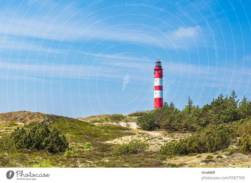 Leuchtturm in Wittdün auf der Insel Amrum Düne Schleswig-Holstein Küste Dünengras Wahrzeichen Sehenswürdigkeit Seezeichen Leuchtfeuer Nordfriesische Insel