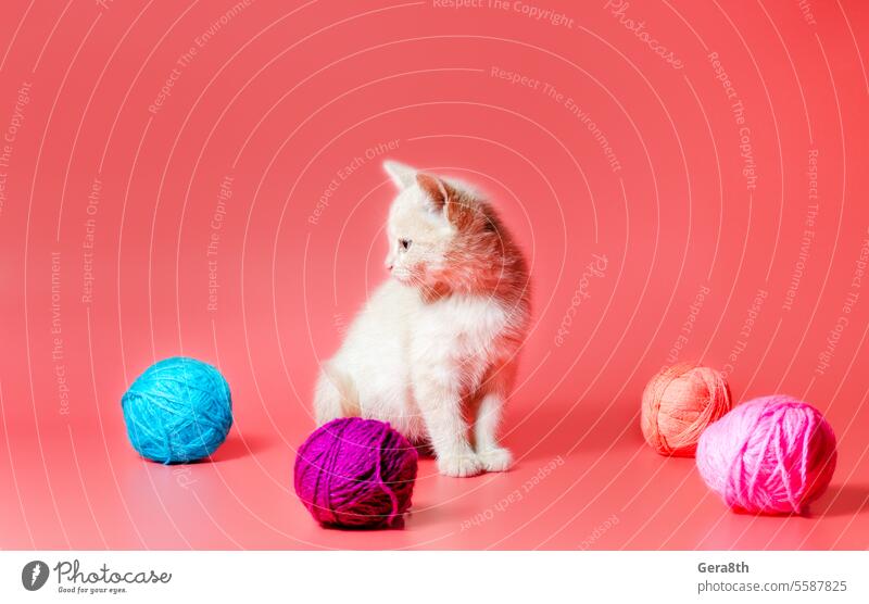 Kätzchen mit mehrfarbigen Wollknäueln auf rosa Hintergrund annehmen eine Katze adoptieren ein Kätzchen adoptieren angenommen Adoption Ball Bälle hell Schlaufe