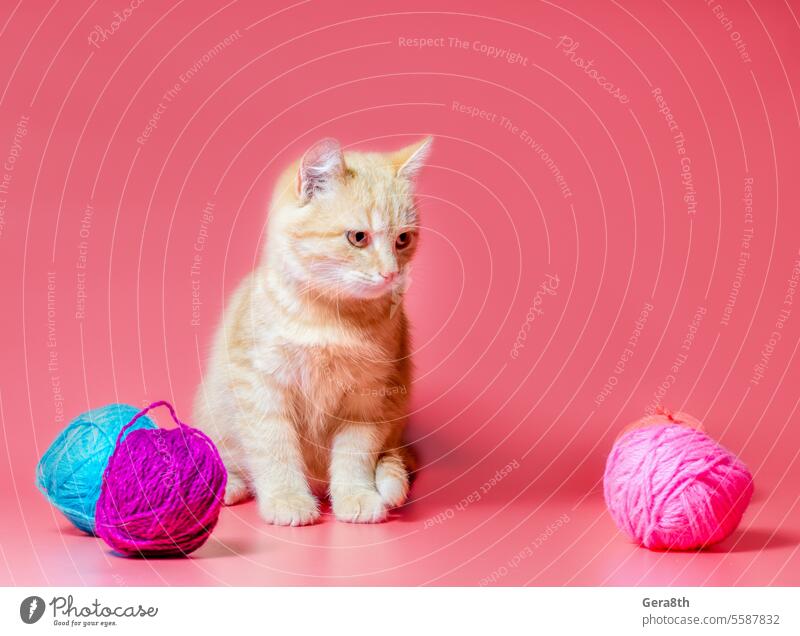 Kätzchen mit mehrfarbigen Wollknäueln auf rosa Hintergrund annehmen eine Katze adoptieren ein Kätzchen adoptieren angenommen Adoption Ball Bälle hell Schlaufe