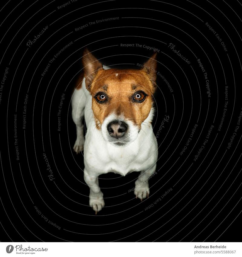 Porträt eines niedlichen jungen Jack Russell Terriers mit einem Ringlicht Hund Nase abschließen jack russell heimisch Haustier Tier Nüstern Raum weiß Hündchen