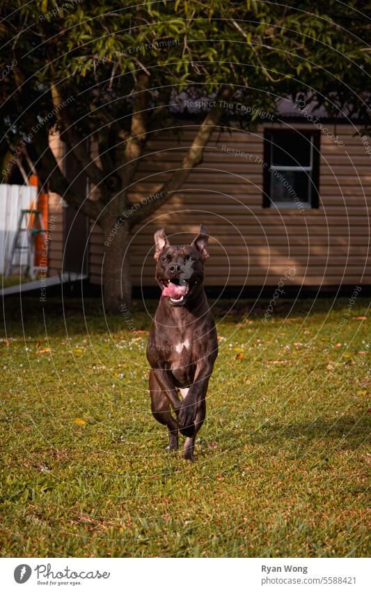 Schwarzer Pitbull-Hund, der freudig in Richtung Kamera hüpft. Tier schwarz Säugetier Gras Bauernhof Natur Haustier Fohlen Hengst rennen braun Tiere heimisch