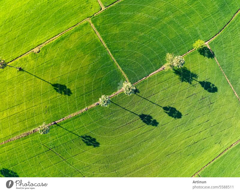 Luftaufnahme eines grünen Reisfelds mit Bäumen in Thailand. Blick von oben auf ein landwirtschaftliches Feld. Reispflanzen. Natürliches Muster eines grünen Reisfeldes. Schönheit der Natur. Nachhaltige Landwirtschaft. Kohlenstoffneutralität.