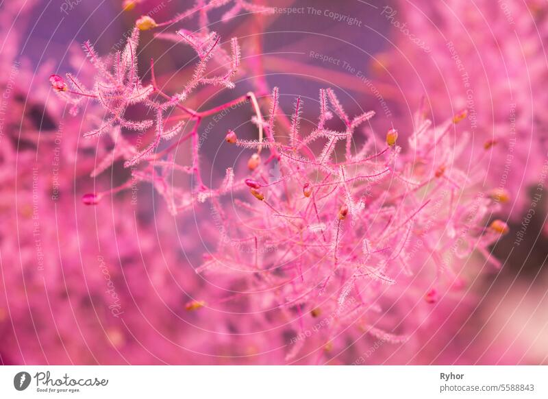 Erstaunliche ungewöhnliche rosa Blumen in weichem Sonnenlicht Flare. Weiches Rosa Lila Farben Natur schließen Design niemand abschließen Heidekraut Schönheit