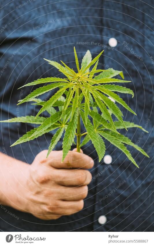Mann hält legale grüne Marihuana-Cannabissprossen in der Hand. Cannabis-Farm im Sommer Tag, schöne Cannabis-Anbau. Marihuana-Anbau. Junge Cannabispflanze