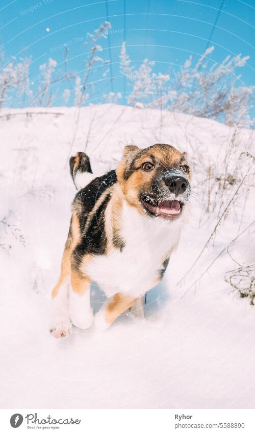 Welpe der gemischten Rasse Hund spielen im verschneiten Wald im Winter Tag aktiv Tier braun niedlich Frost Spaß lustig Glück Freizeit Mischling Natur niemand