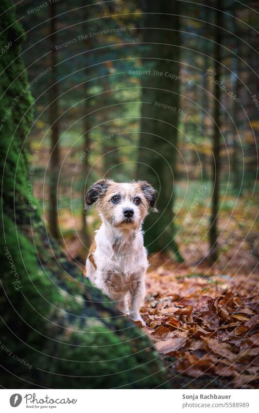 Ein kleiner Terrier Hund steht alleine im Wald. Haustier. Tier stehen Natur Baum Herbstlaub Außenaufnahme Schwache Tiefenschärfe Menschenleer Tag Tierporträt