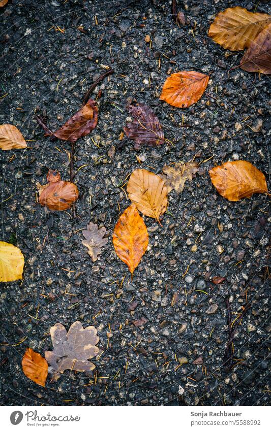 Herbstlaub auf einer nassen Straße. Blick von oben. Blatt braun Regen Plan Wassertropfen Tag Natur Teer schwarz herbstlich Herbstfärbung Herbstwetter gelb