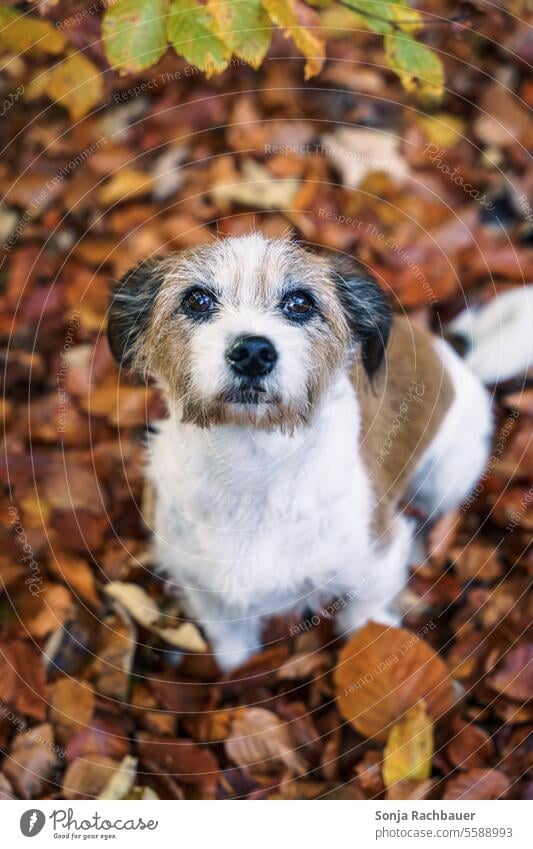 Ein kleiner Terrier Hund sitzt im Herbstlaub. Blick in die Kamera. Haustier Tier sitzen sehen Tierporträt Außenaufnahme Farbfoto Tag braun weiß Blatt herbstlich