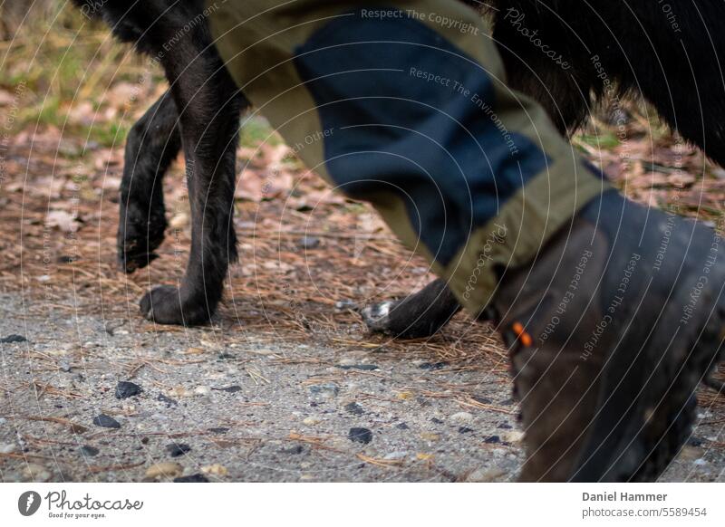 Gleichschritt - Expedition mit dunkelbraun-schwarzen Hund auf einem Waldweg. laufen laufender Hund Outdoor mit Hund Pirsch Jagd Landschaft Natur Außenaufnahme