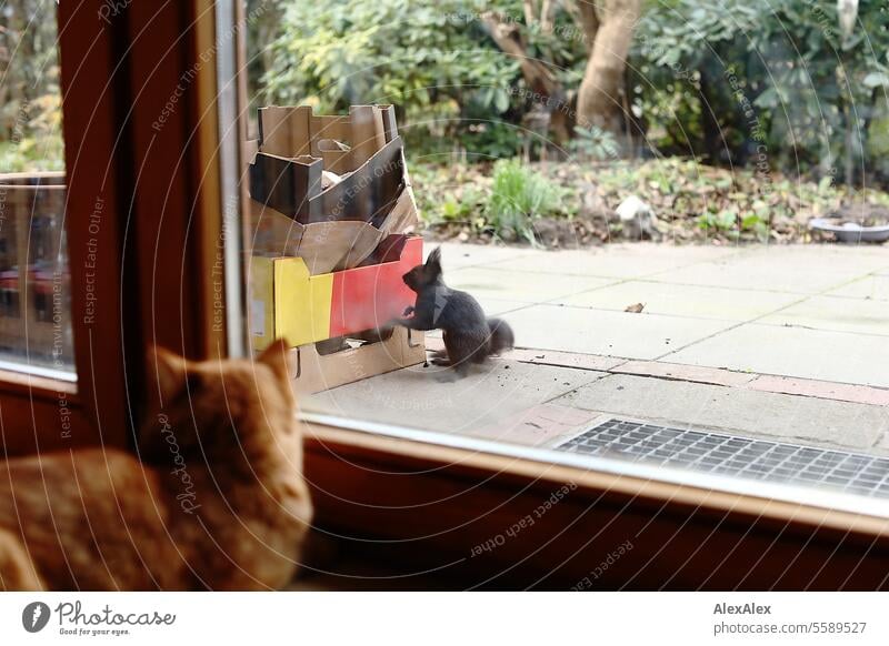 Ein schwarzes Eichhörnchen lehnt auf der Terrasse an einem Karton, um sich eine Walnuss zu stehlen, während im Hintergrund hinter der Terrassentür eine rot getigerte Katze lauert und die Szene beobachtet