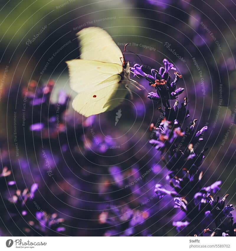 Zitronenfalter landet auf einer Lavendelblüte Schmetterling Falter Flügelschlag Blüten romantisch verwaschen leicht Lavendelduft Heilpflanze blühen sommerlich