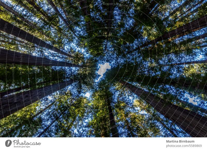 Baumkronen des Riesenmammutbaums Sequoia-Bäume Sequoia Nationalpark Kalifornien Mammutbaum Baumwipfel hölzern Totholz Kofferraum alt groß Holz Landschaft