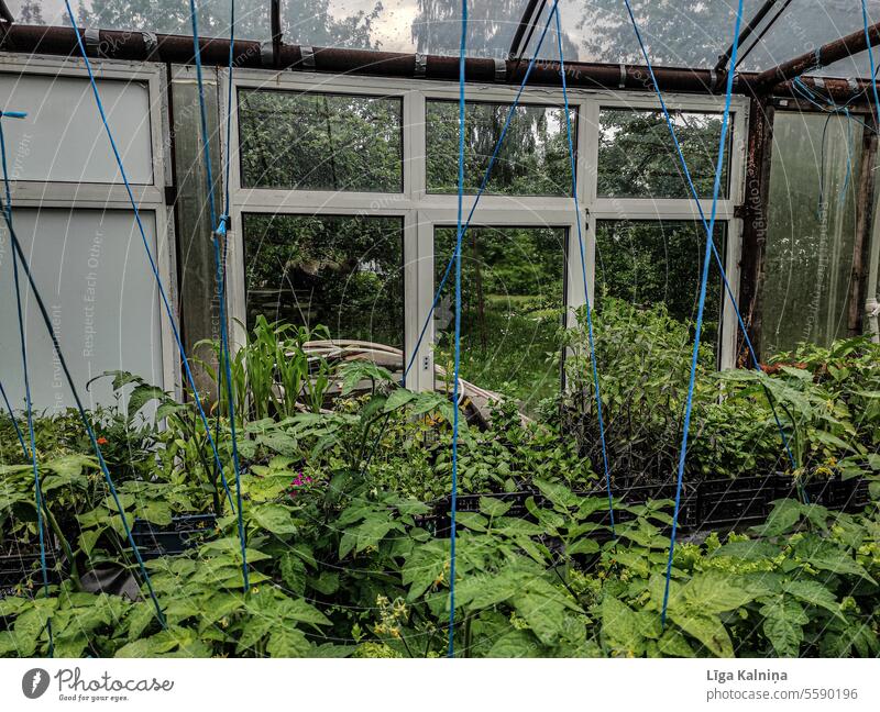 Gewächshaus Gärtnerei Pflanze Außenaufnahme Menschenleer grün Farbfoto Glas Licht Glasscheibe Tag Garten Fensterscheibe durchsichtig Gartenarbeit machen