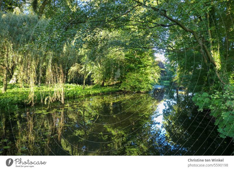 grüne Idylle Wasser Bäume Sonnenlicht blau Reflexion & Spiegelung sonnig verzaubert friedlich ruhig idyllisch Sträucher Natur Umwelt Schönes Wetter