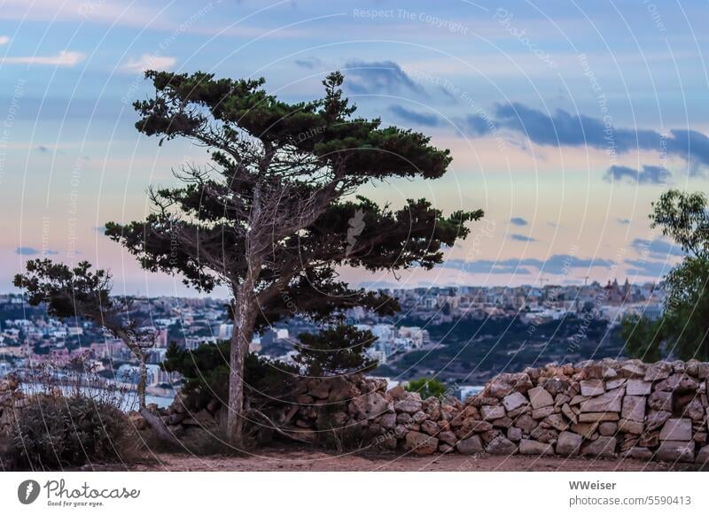 Ein knorriger alter Baum auf einem Hügel am Abend mit Blick über die Stadt Anhöhe Himmel Dämmerung Sonnenuntergang Nadelbaum Mauer Steine Süden Außenaufnahme