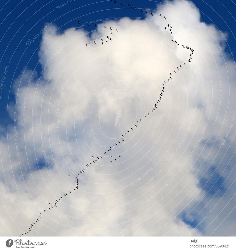 ab in den Süden ... Vögel Kraniche Zugvogel Vogelzug Herbst Himmel Wolken fliegen Formationsflug viele Vogelschwarm Freiheit Schwarm Wildtier Zugvögel Vogelflug