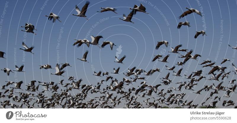 Massenstart der Kraniche Vögel Vogel Start Zugvögel Zugvogel fliegen Vogelzug Vogelschwarm Vogelflug losfliegen Winter im Süden Tiergruppe