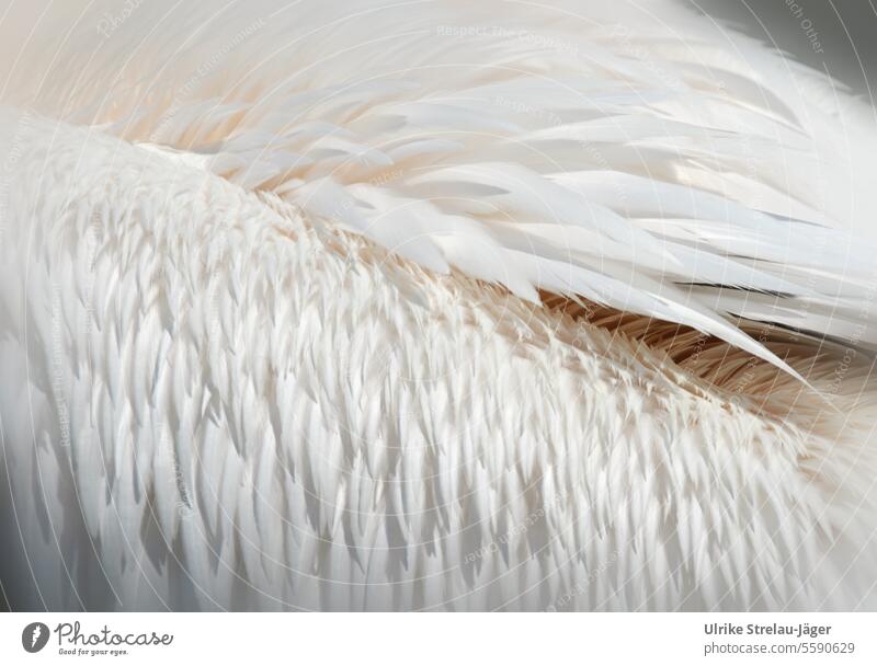 Pelikanfedern in Nahaufnahme Federn Gefieder Vogelgefieder cremefarben weiß Tier Flügel