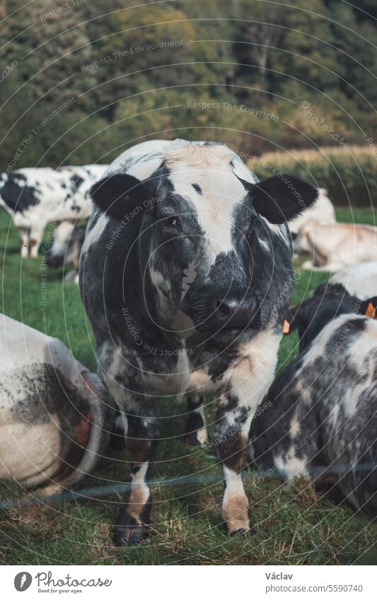 Porträt einer schwarz-weißen Hauskuh beim Grasen auf einem Feld in der Region Flandern, Belgien Kuh Tier Landwirtschaft Wiese Weide Rindfleisch Weidenutzung