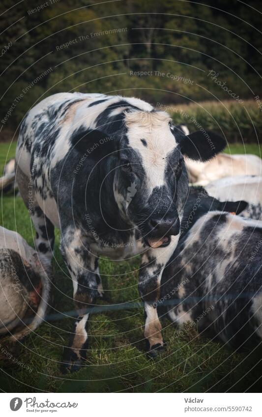 Porträt einer schwarz-weißen Hauskuh beim Grasen auf einem Feld in der Region Flandern, Belgien Kuh Tier Landwirtschaft Wiese Weide Rindfleisch Weidenutzung