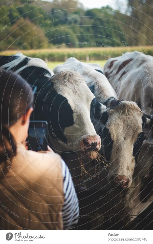 Eine Frau macht mit ihrem Mobiltelefon ein Foto von schwarz-weißen Kühen, die auf einem Feld in der Region Flandern, Belgien, grasen Kuh Tier Handy Person