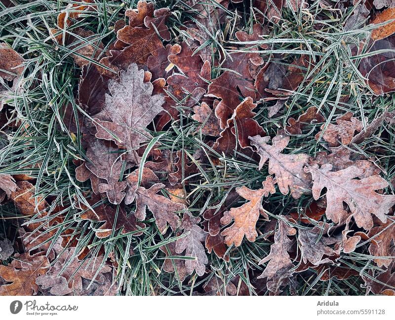 Frostige Eichenblätter im Gras Blätter Eichenblatt Raureif kalt Winter Eis gefroren frieren Detailaufnahme Laub Eichenlaub
