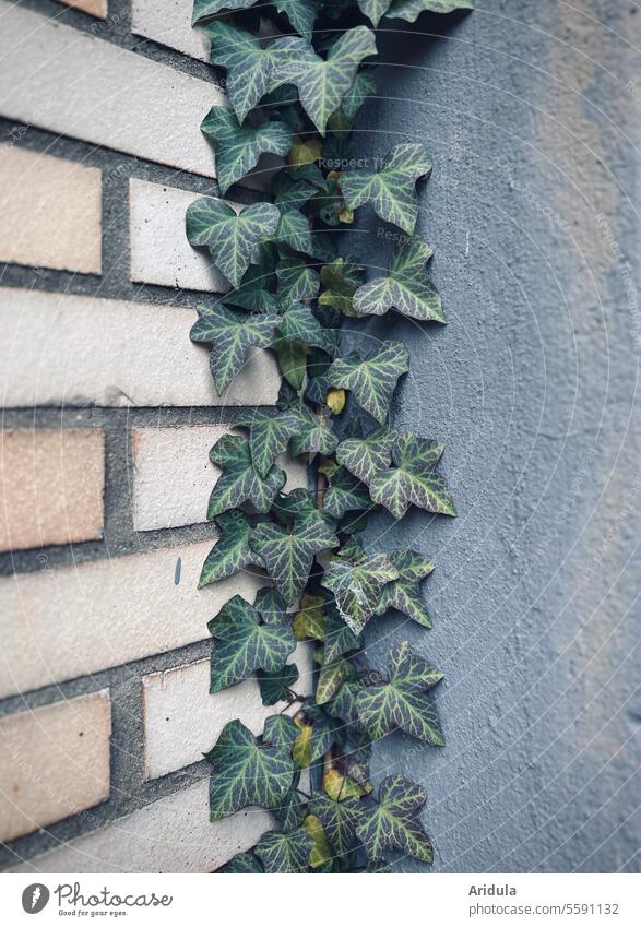 Eckenefeu Efeu Wand Rankpflanze Immergrün Blatt Klinkerfassade Mauer Putz grau Fugen Pflanze Ranke Kletterpflanzen Wachstum Fassade bewachsen Blätter Haus
